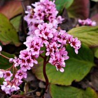 花・果実-29：庭園・公園・野山