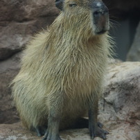 SIGMA(シグマ)のレンズ 28-300mm F3.5-6.3 DG MACRO (ﾍﾟﾝﾀｯｸｽ AF) で