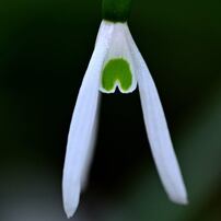 SIGMA(シグマ)のレンズ APO MACRO 180mm F2.8 EX DG OS HSM [ニコン用