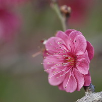 SIGMA(シグマ)のレンズ MACRO 105mmF2.8 EX DG (ﾐﾉﾙﾀ AF) で撮影