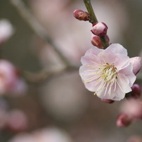 SIGMA(シグマ)のレンズ MACRO 105mmF2.8 EX DG (ﾐﾉﾙﾀ AF) で撮影した