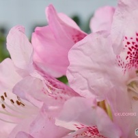 シャクナゲ石楠花
