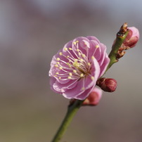 SIGMA(シグマ)のレンズ MACRO 105mmF2.8 EX DG (ﾐﾉﾙﾀ AF) で撮影した