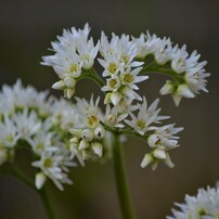 カメラ デジタルカメラ NIKON(ニコン)のデジタル一眼D5100 で撮影した写真(画像)一覧- 写真 