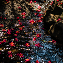 KYOCERA(京セラ)のレンズ Carl Zeiss Makro-Planar T* 60mm F2.8 (AE