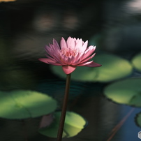COSINA(コシナ)のレンズ Carl Zeiss Apo-Sonnar T* 2/135 ZE