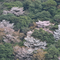 カメラ デジタルカメラ NIKON(ニコン)のデジタル一眼D3100 で撮影した写真(画像)一覧- 写真 