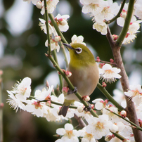 鳥類・No.1