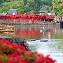 満開を迎えた長岡天満宮のつつじ