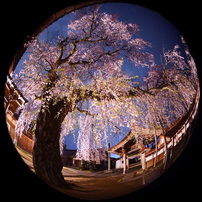 OTHERS(その他)のレンズ MK-6.5mm F2.0 MK065F20SE [ソニーE用] で撮影