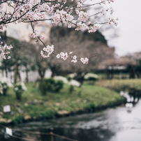 フォクトレンダー Macro Apo-Lanthar 65 mm F2 作例あり フォクトレンダーMACRO APO-LANTHAR 65mm F2 Asphericalを徹底