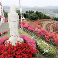 ＧＷ中の花見