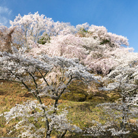 吉野山（下千本～中千本）2023年3月29日（金）快晴1of4