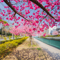 レンズ(単焦点) SAMYANG 12mm T3.1 ED AS NCS (Cine-Lens) レンズ(単焦点) SAMYANG 12mm T3.1 ED AS NCS (Cine-Lens) カメラ
