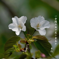 写真歌：さくら咲く