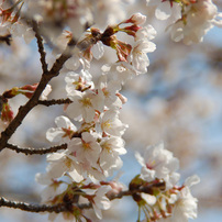 TAMRON(タムロン)のレンズ AF 28-300mm F3.5-6.3 XR Di LD