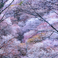 吉野山桜