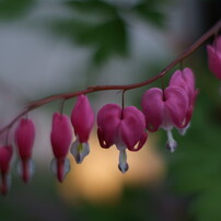 花の写真