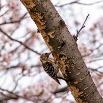 カメラ レンズ(ズーム) CANON(キヤノン)のレンズ EF75-300mm F4-5.6 IS USM で撮影した写真 