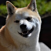カメラ デジタルカメラ NIKON(ニコン)のデジタル一眼D5100 で撮影した写真(画像)一覧- 写真 