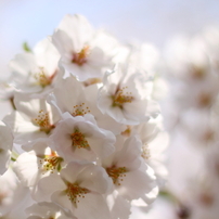 猪苗代観音寺川の桜