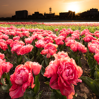 OTHERS(その他)のレンズ LAOWA 15mm F4 Wide Angle Macro with Shift [キヤノン用]  で撮影した写真(画像)一覧- 写真共有サイト:PHOTOHITO