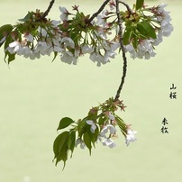 写真句：寄り添ふ