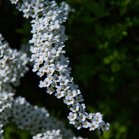 TAMRON(タムロン)のレンズ AF 28-300mm F/3.5-6.3 LD Aspherical IF