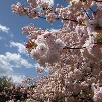SIGMA(シグマ)のレンズ 18-50mm F2.8 EX DC MACRO (ﾌｫｰｻｰｽﾞ用) で撮影