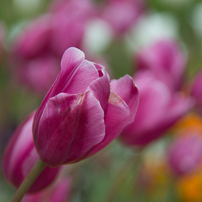 TAMRON(タムロン)のレンズ AF 28-300mm F/3.5-6.3 LD Aspherical IF