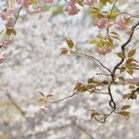 20230327奈良公園桜