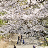 20230328大阪城公園桜