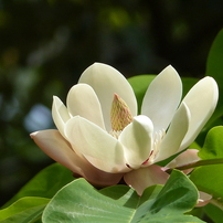 新緑の里山で2(朴ノ木1)