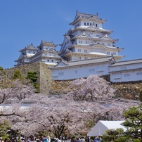 20230401姫路城桜-1