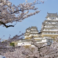 20230401姫路城桜-2