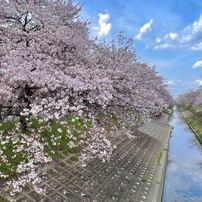 20230402大和高田市千本桜