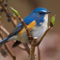 TAMRON(タムロン)のレンズ SP AF 200-500mm F/5-6.3 Di LD [IF] (Model