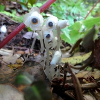 SONY(ソニー)のデジタルカメラサイバーショット DSC-WX200 で撮影した