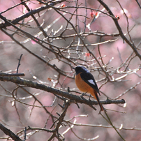 梅と鳥