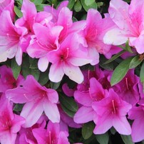 COSINA(コシナ)のレンズ 28-210mm F4.2-6.5 AF Inner Focus