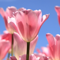 春の花