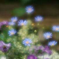 KONICA MINOLTA(コニカミノルタ)のレンズ AFソフトフォーカス100mmF2.8