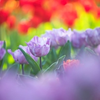 春の花望遠撮影