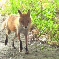 SONY(ソニー)のデジタルカメラサイバーショット DSC-WX220 で撮影した