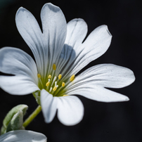 KYOCERA(京セラ)のレンズ Carl Zeiss Makro-Planar T* 60mm F2.8 (AE