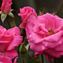 5月のバラ：芳純