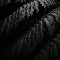シダ（モノクロ）