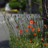 写真句：赤い花、長い実