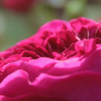 押し花
