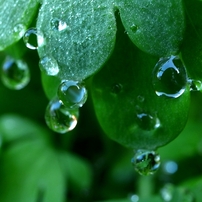 Rain drops